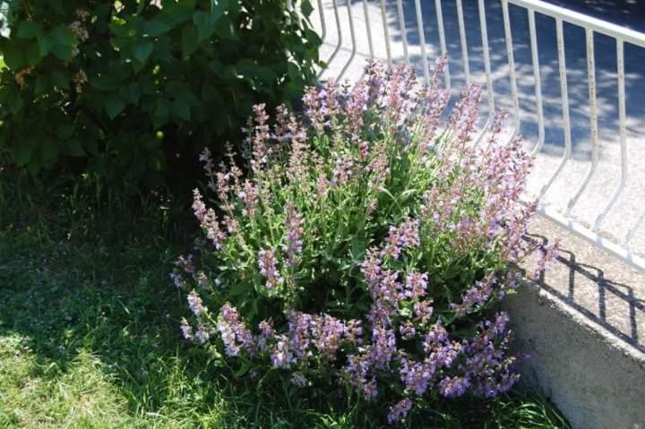 Apartman Nata Senj  Exterior photo
